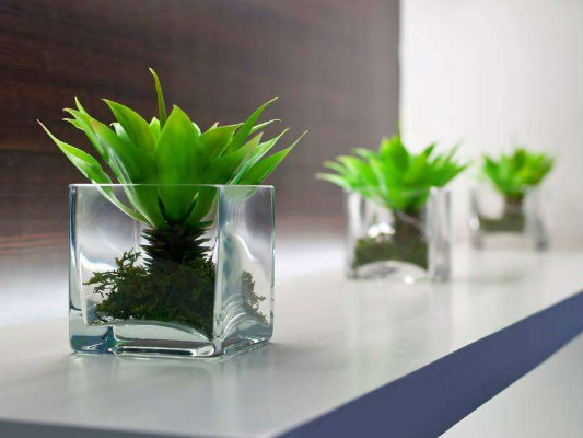 辦公室裝修中植物風(fēng)水?dāng)[設(shè)的講究